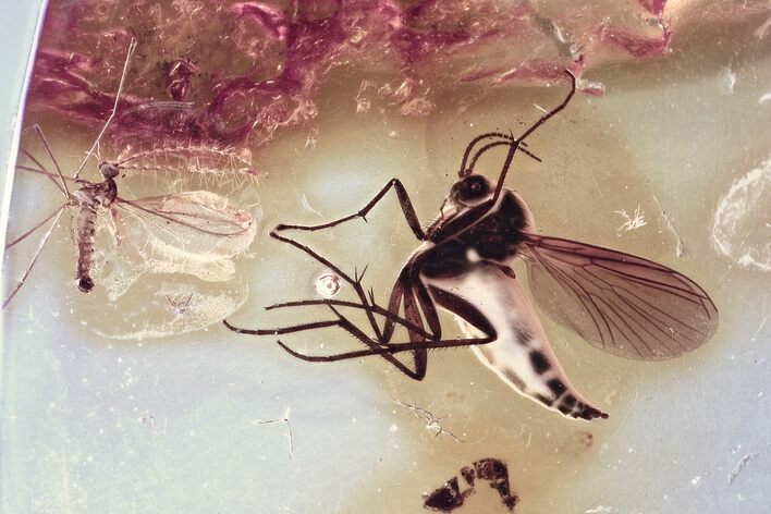 Detailed Fossil Fungus Gnat and Gall Midge in Baltic Amber #352777